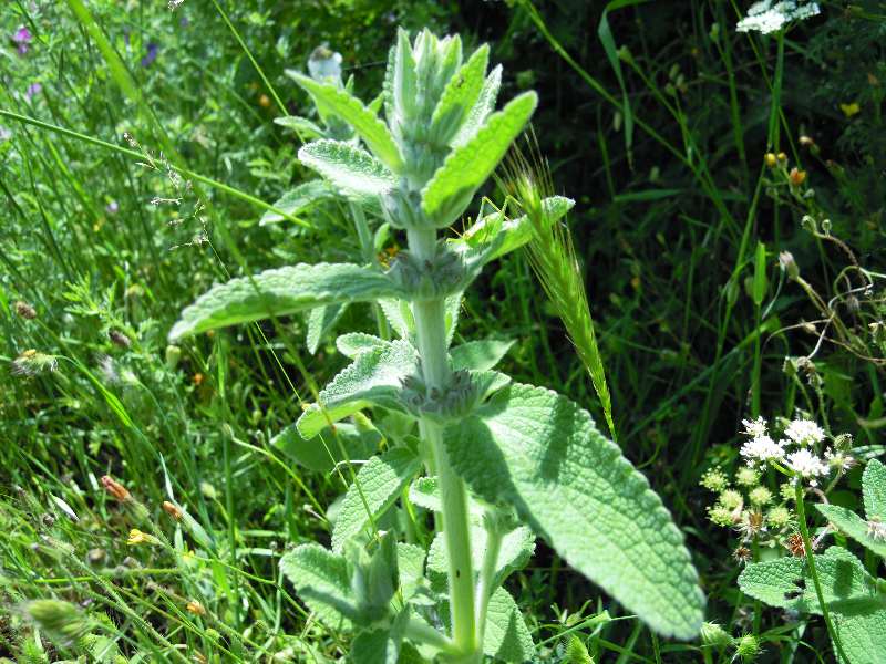Stachys cfr.germanica